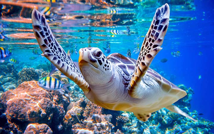 Bahamas (MSC Ocean Cay)